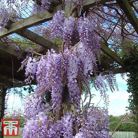 1 Wisteria Tree Standard Hardy sinensis Patio Shrub Tree 2 Litre Potted Plant by Thompson and Morgan