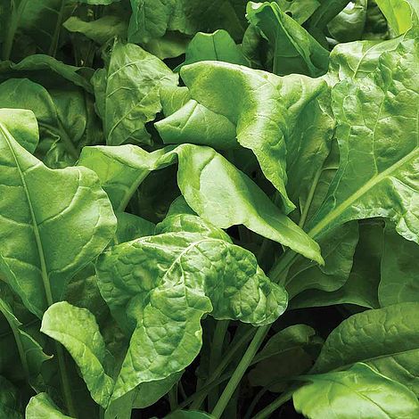 Spinach 'Perpetual' - Start-A-Garden™ Seed Range