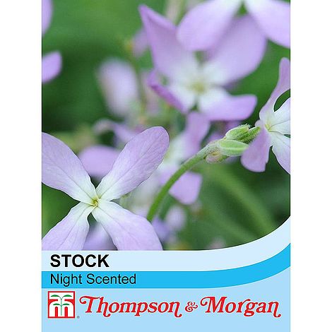 Stocks Night Scented Sow Clear Seed Packet by Thompson and Morgan Fragrant Stock Flowers Easy to Grown and Strongly Scented in The Night