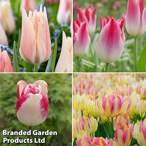 Tulip Colour Changing Collection