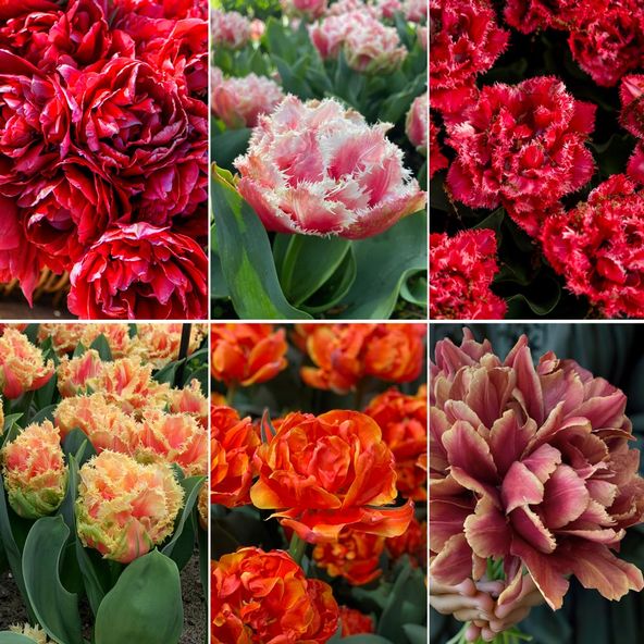 Tulip 'Doubles Collection'
