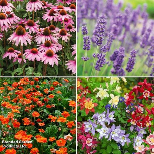 Value Perennial Collection