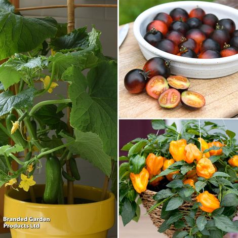 Vegetables for Small Spaces Trio