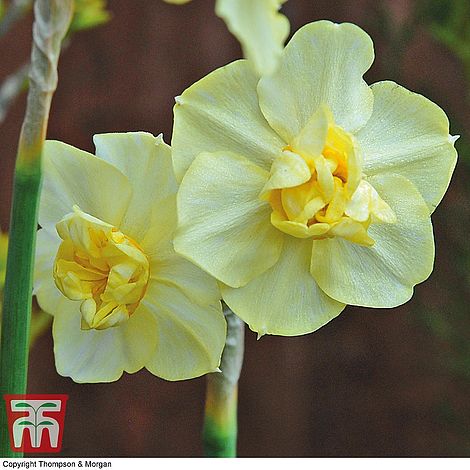 Narcissus Yellow Cheerfulness Thompson Morgan