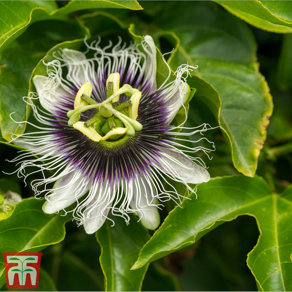 Fruit de la passion Frederick - Passiflora edulis frederick