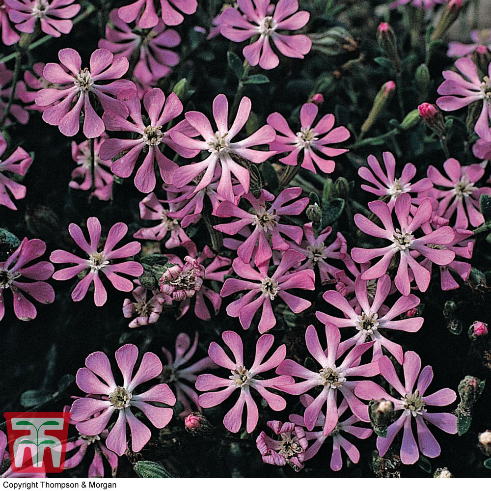 Image of Silene colorata 'Pink Pirouette' - Seeds