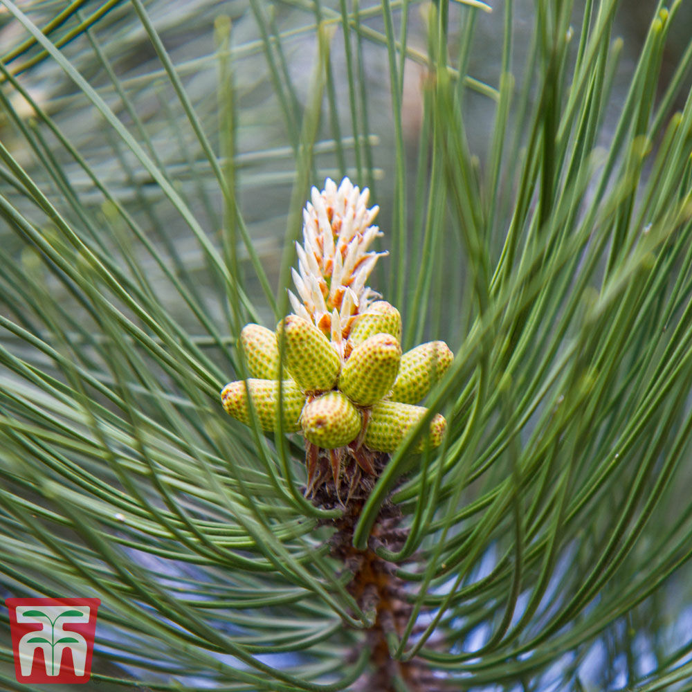 Pinus mugo 'Varella' from Thompson and Morgan