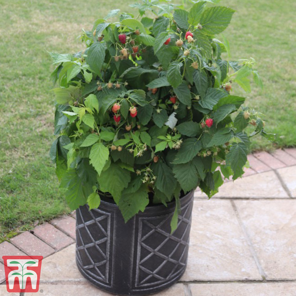 Free UK Postage 9cm Dia Pot 2 x Raspberry Plants 'Summer Lovers Purple' Ready-to-Plant