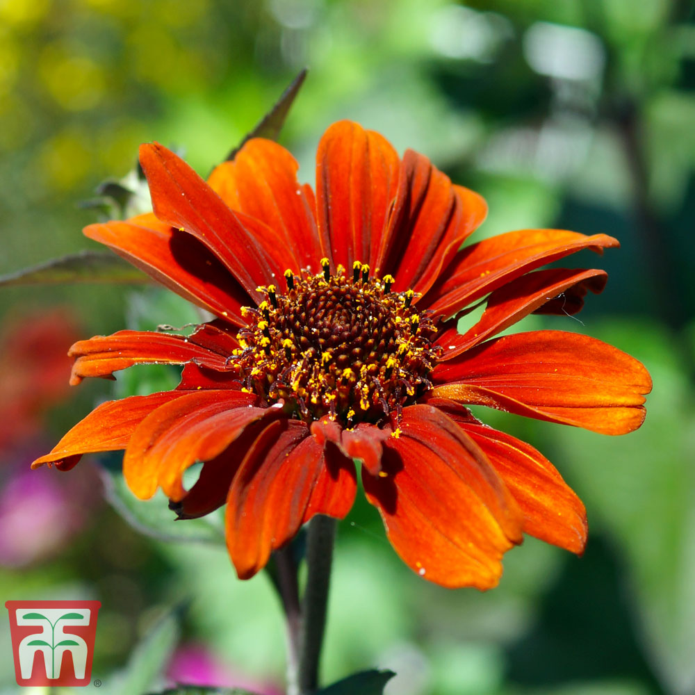 Heliopsis helianthoides 'Red Shades' | Thompson & Morgan