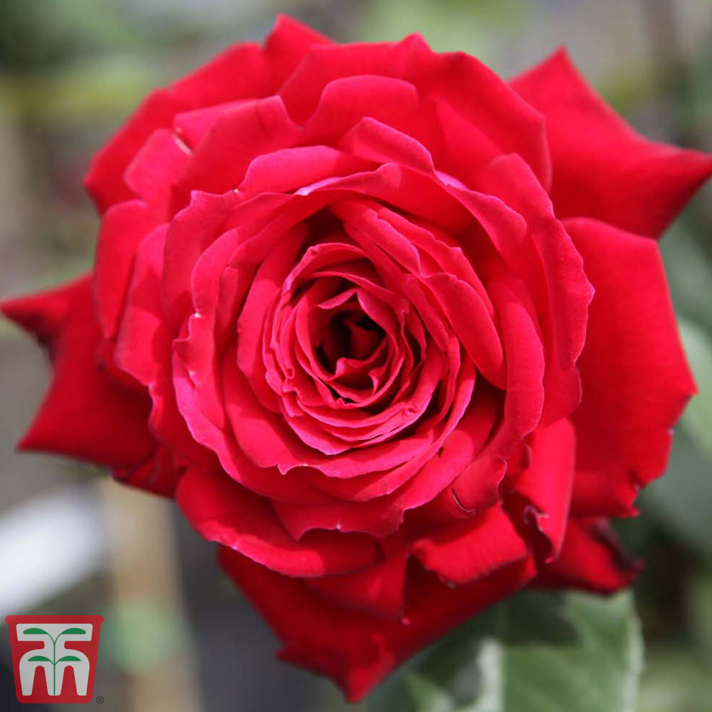 Rose ‘Ruby Wedding’ (Hybrid Tea Rose)