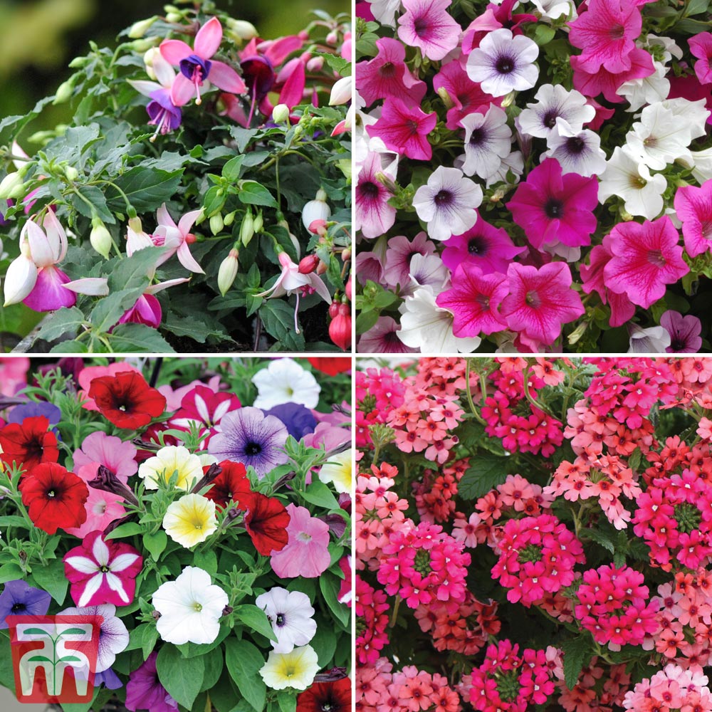 12 Nurseryman’s Choice Summer Bedding Collection Lucky Dip Easy to Grow Garden Flowers Ideal for Beds Borders Hanging Baskets Window Boxes 12x 9cm Potted Plants by Thompson and Morgan 