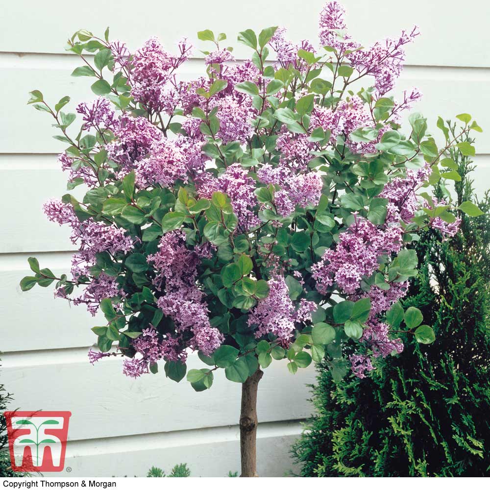 Image of Palibin lilac tree