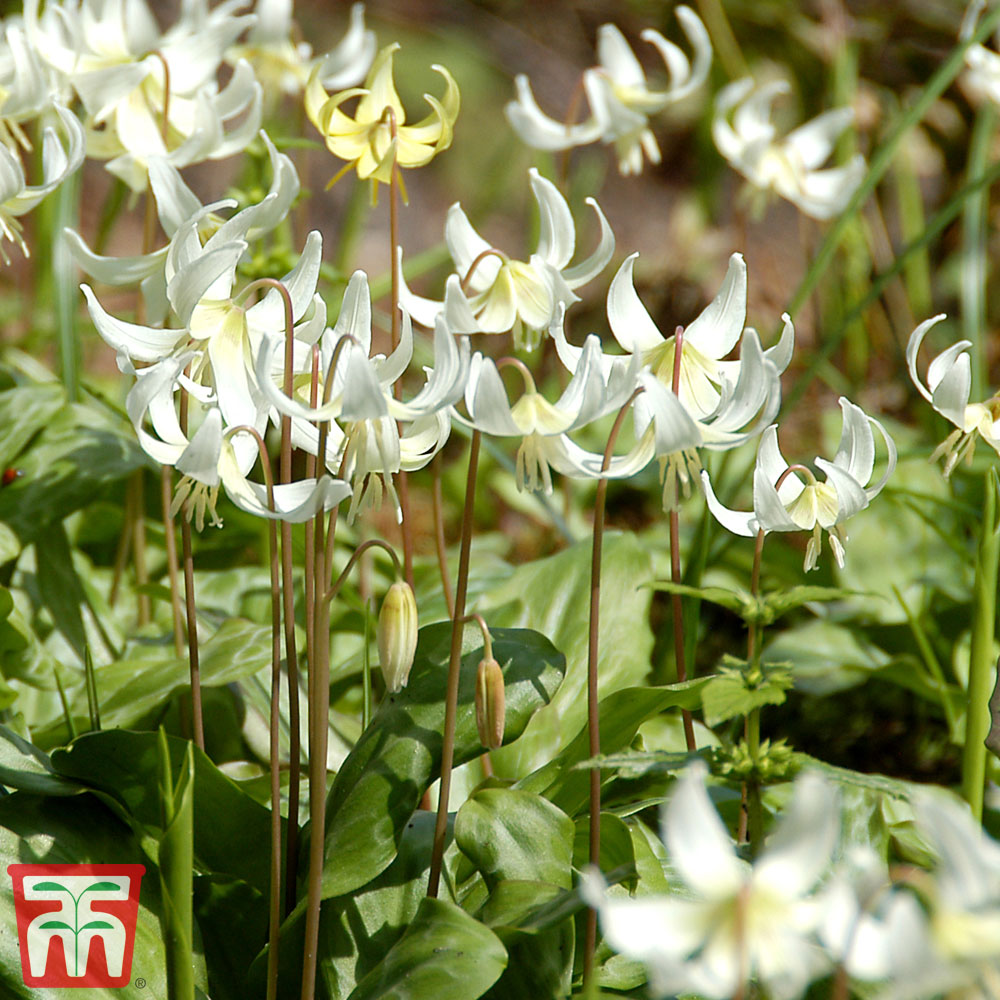 Erythronium californicum 'White Beauty' | Thompson & Morgan