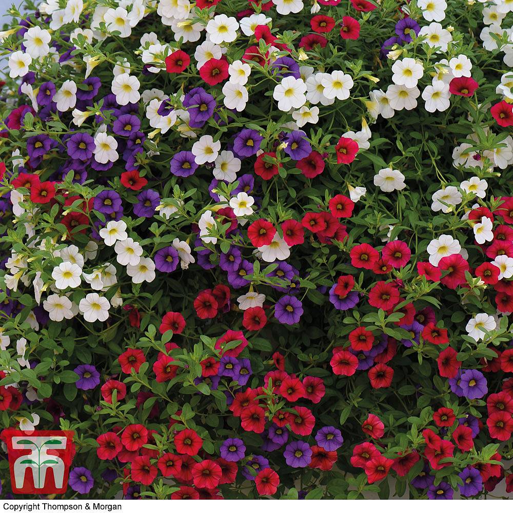 Nurseryman's Choice Hanging Basket Mixed Collection Great Value Selection Perfect for Baskets and Patio Pots Easy to Grow Your Own Garden Flowers with 5X Postiplug Plants by Thompson and Morgan 5 