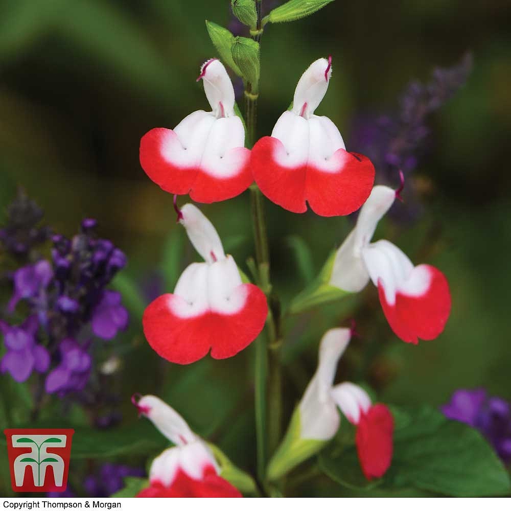 Salvia microphylla Hot Lips Perennial Plant in a 17cm Pot 