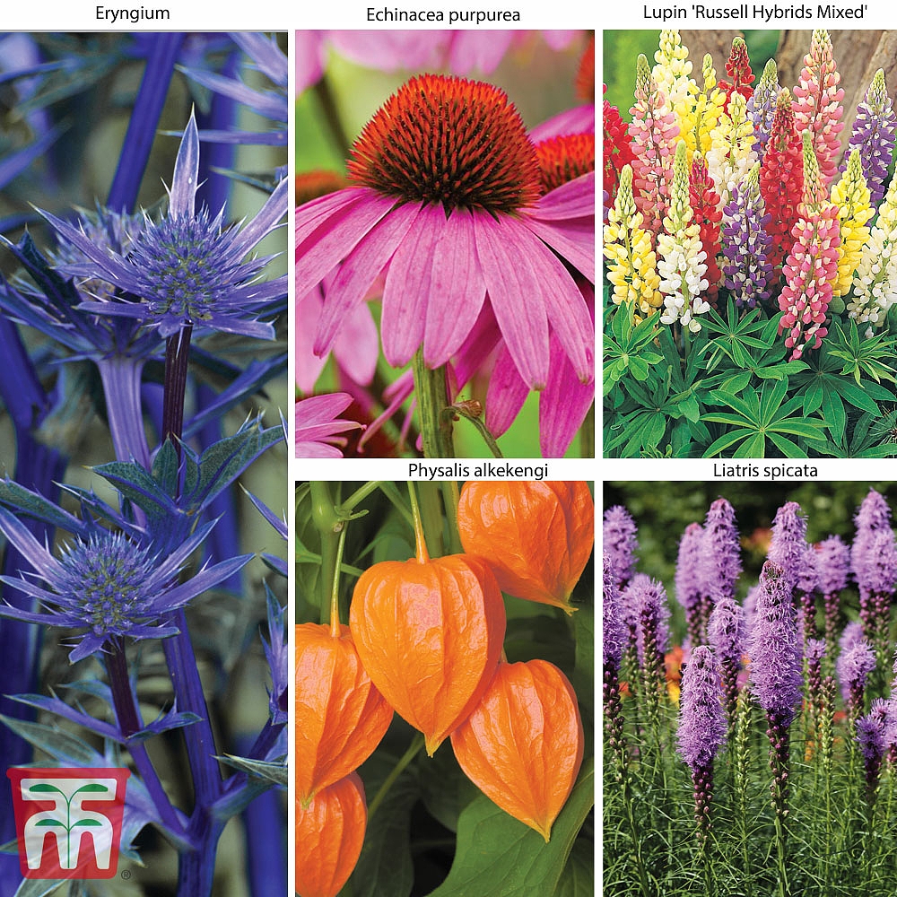 Image of Everlasting Perennial Collection 20 Plants