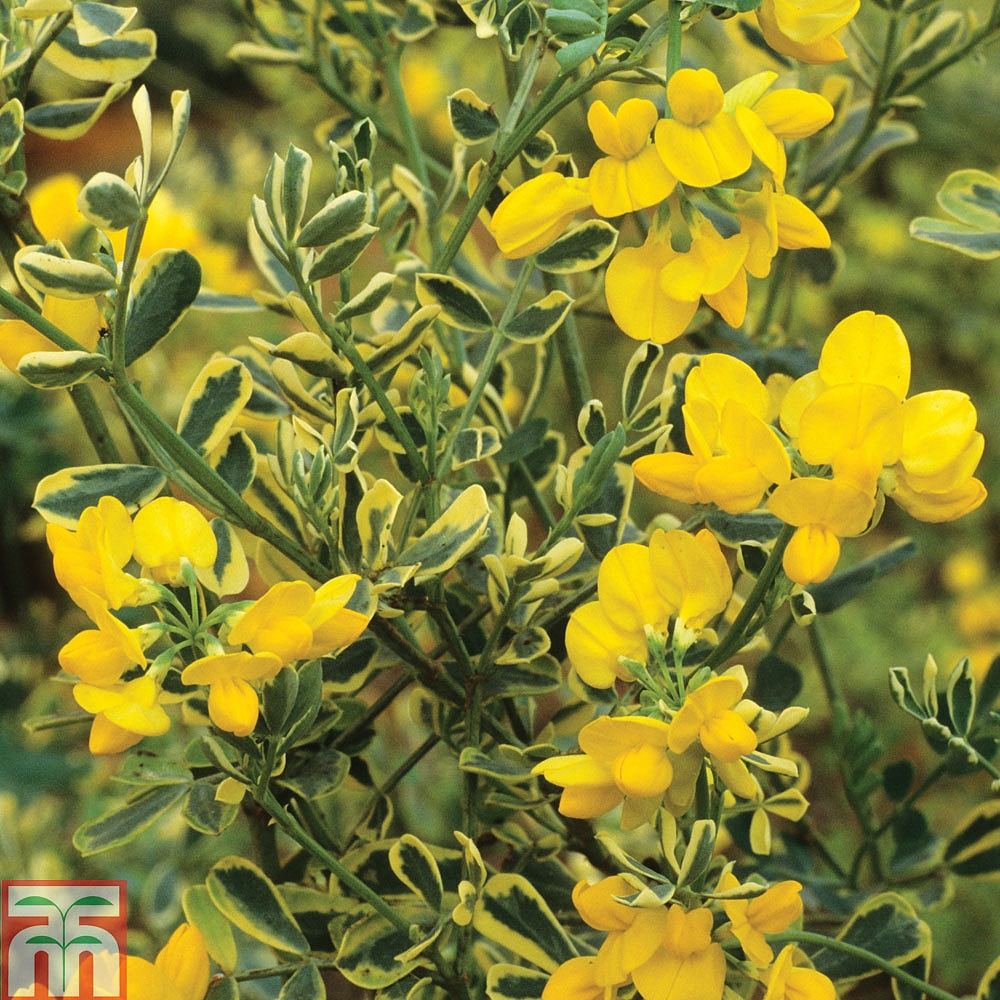 Coronilla Valentina Subsp Glauca Variegata Plants Thompson Morgan