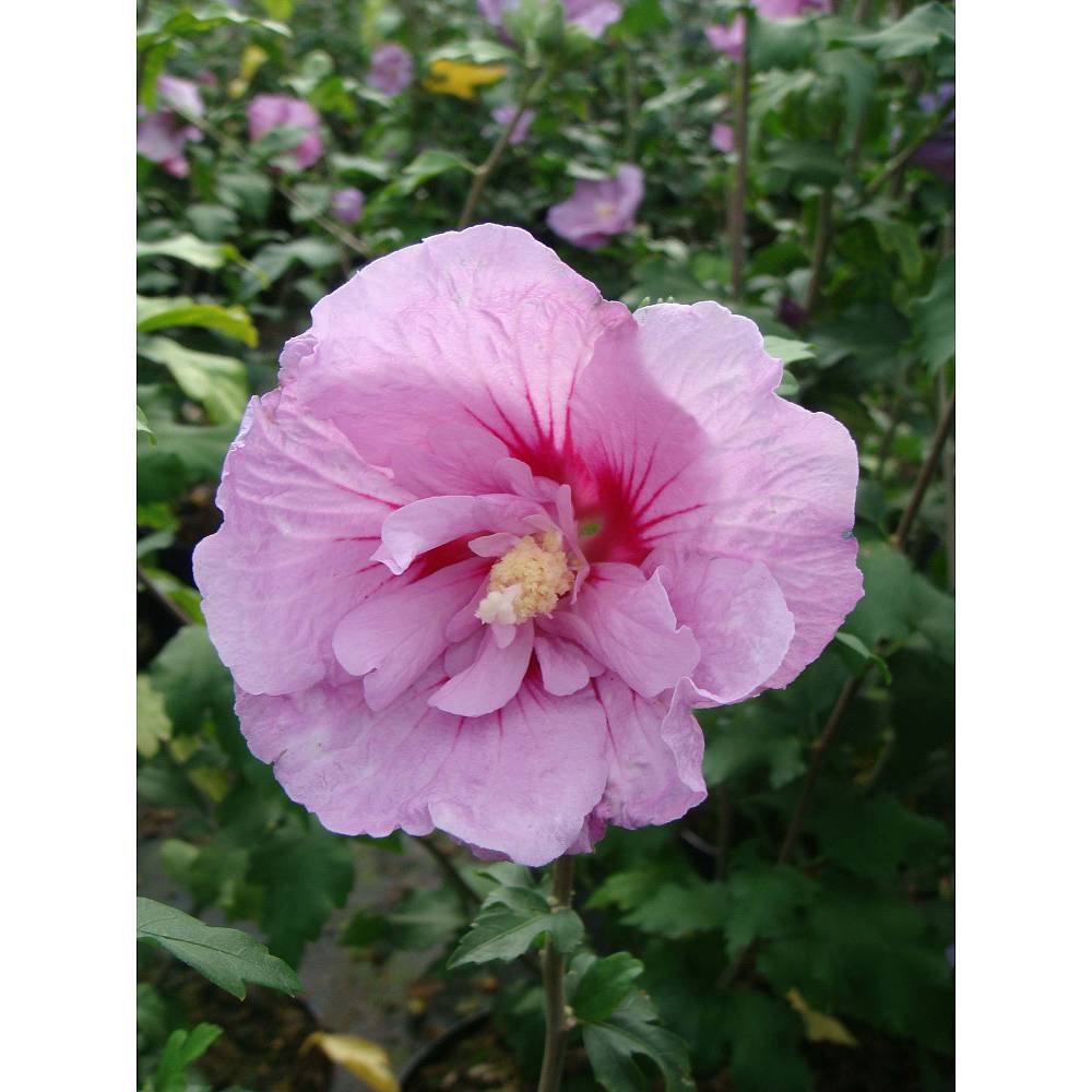 Double Flowered Hardy Hibiscus 'Chiffon' Plants in 9cm Pots Pink Blue Purple 