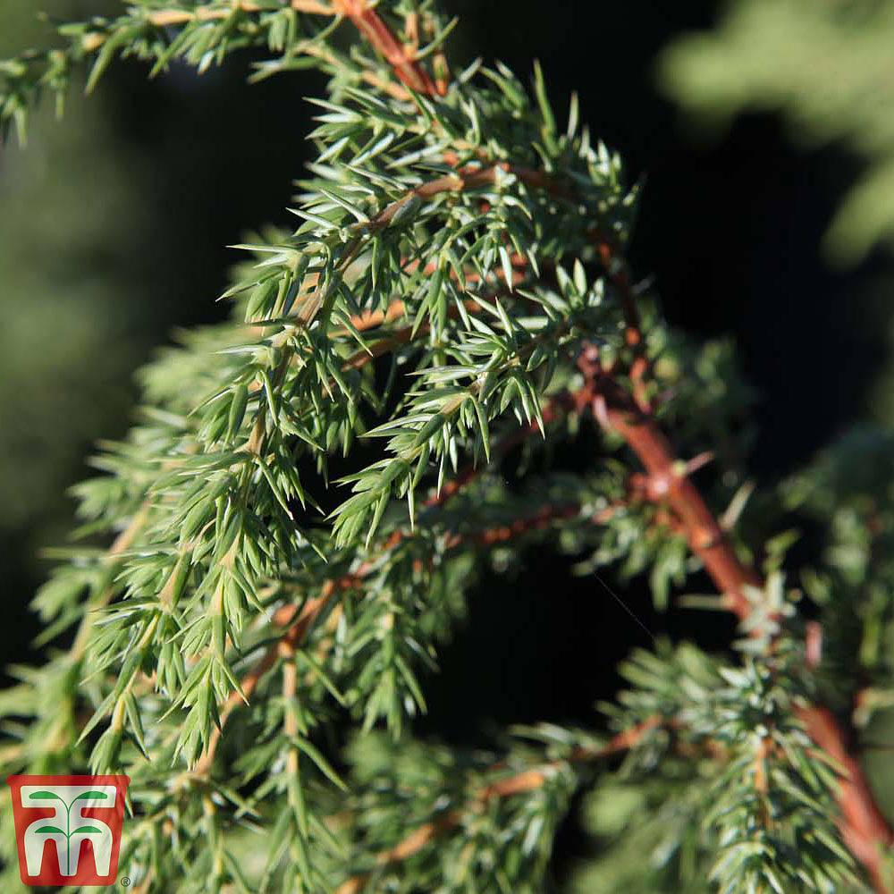 Bildergebnis für juniperus communis