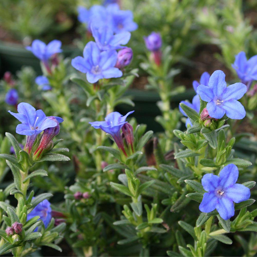 lithodora blue heavenly plants diffusa flowers thompson morgan shrubs garden