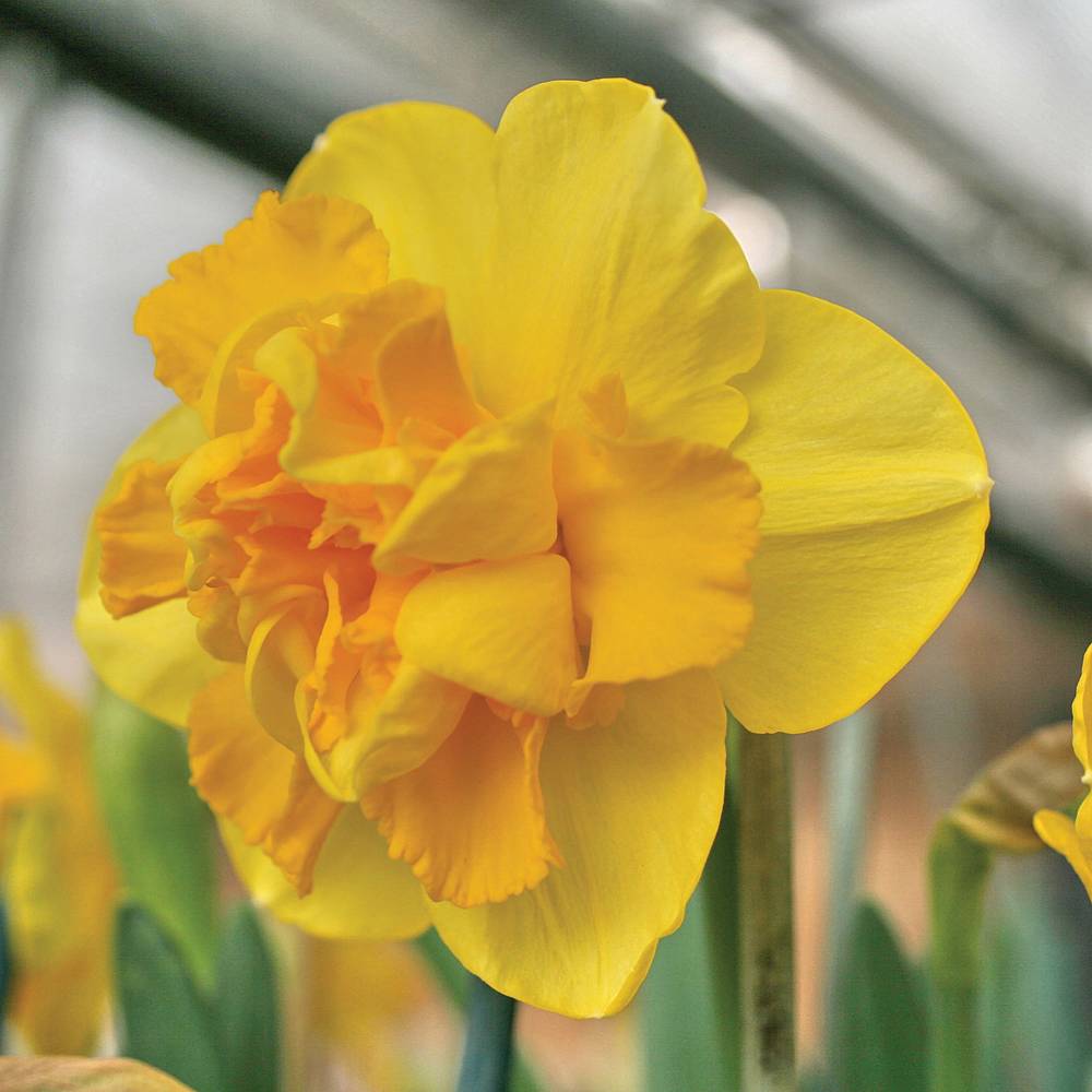 Spring Flowering Narcissus Daffodil Hardy Garden Bulbs Scented Double Flowers Raffles Bulbs by Thompson & Morgan Ideal for Garden Borders & Patios Easy to Establish 10 x Daffodil