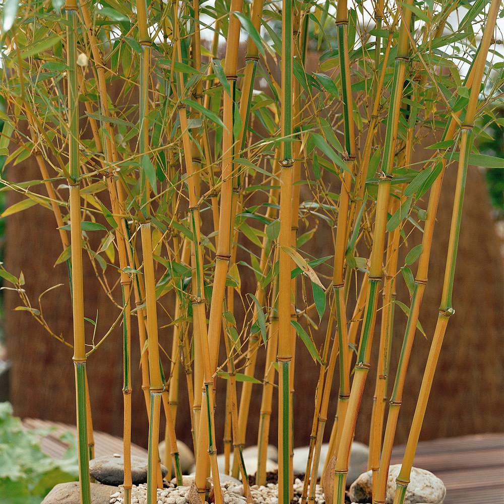 Golden Bamboo plants Thompson &