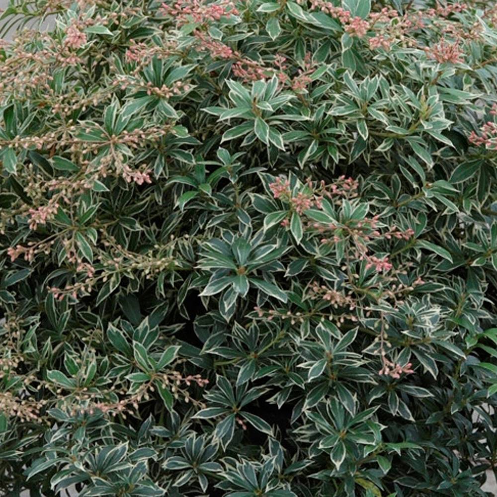 pieris japonica heath little thompson morgan plants shrubs shade