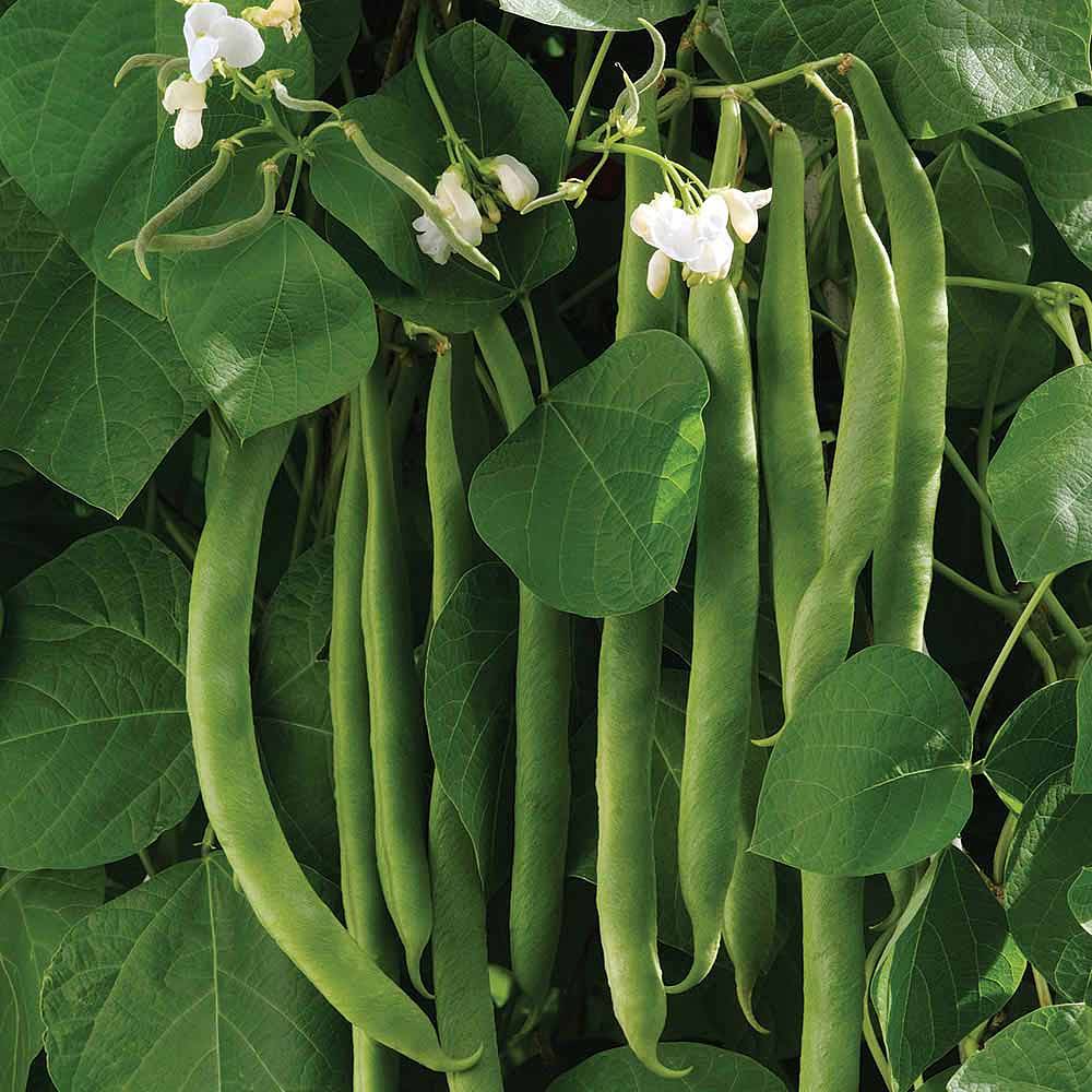 Runner Bean 'White Lady' seeds | Thompson & Morgan Where Can I Buy White Half Runner Beans