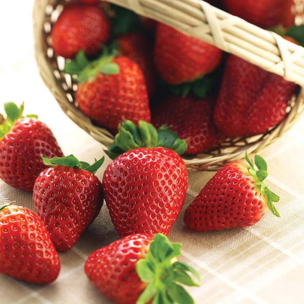 Strawberry Variety Comparison Chart