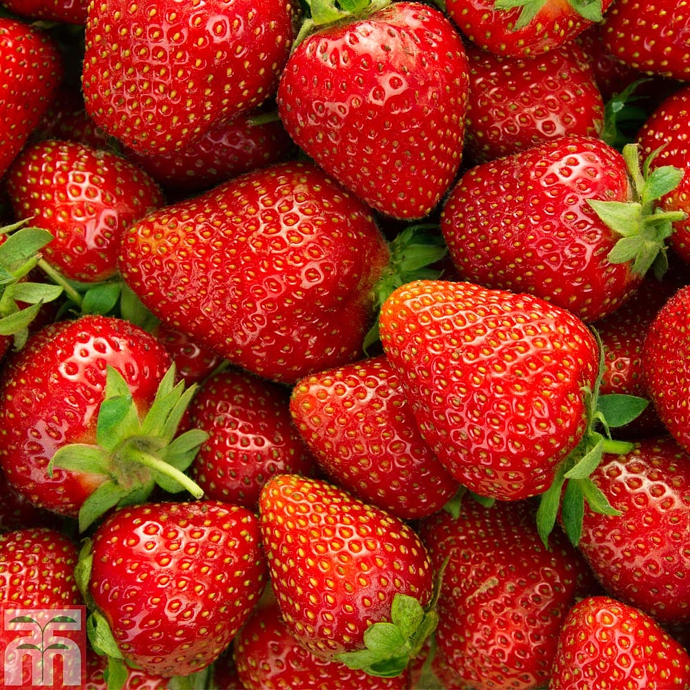 Strawberry Variety Comparison Chart