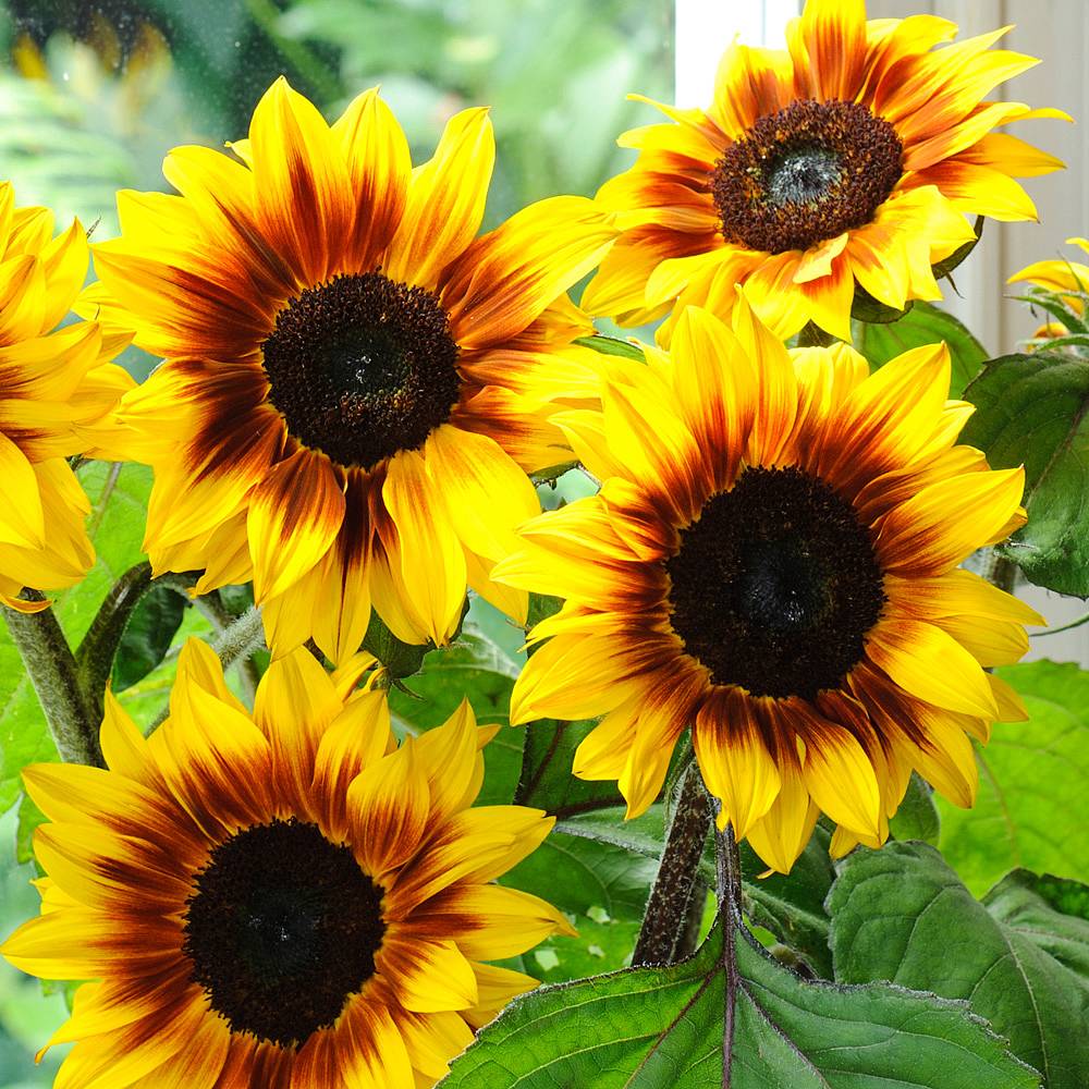 Sunflower 'Helios Flame' F1 Hybrid seeds | Thompson & Morgan