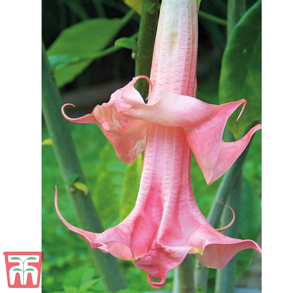 brugmansia suaveolens 'fragrant pink'datura suaveolens, angel's trumpet