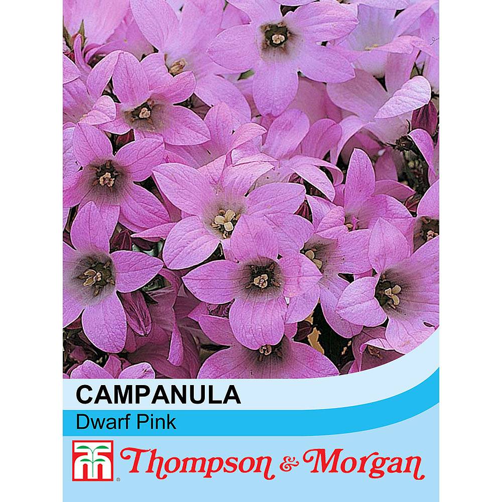 Campanula lactiflora 'Dwarf Pink' seeds Thompson &