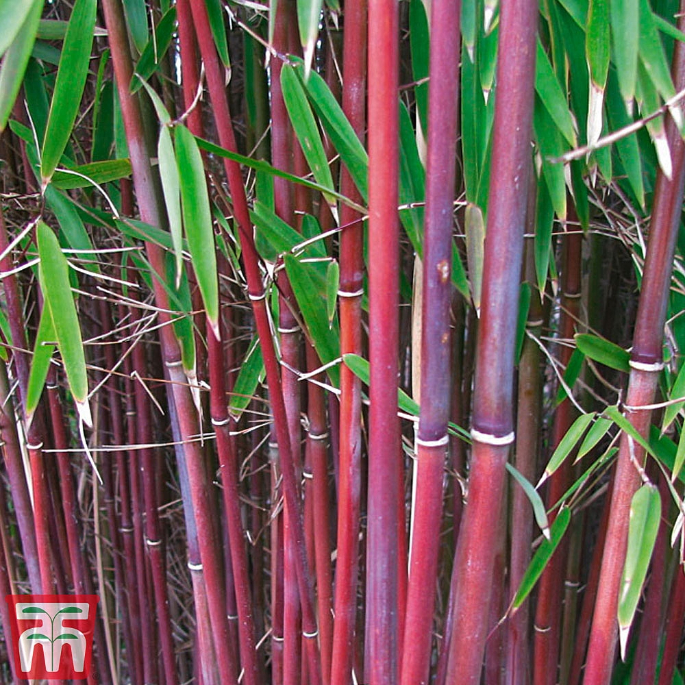 Umbrella Bamboo Asian Wonder Plants Thompson And Morgan