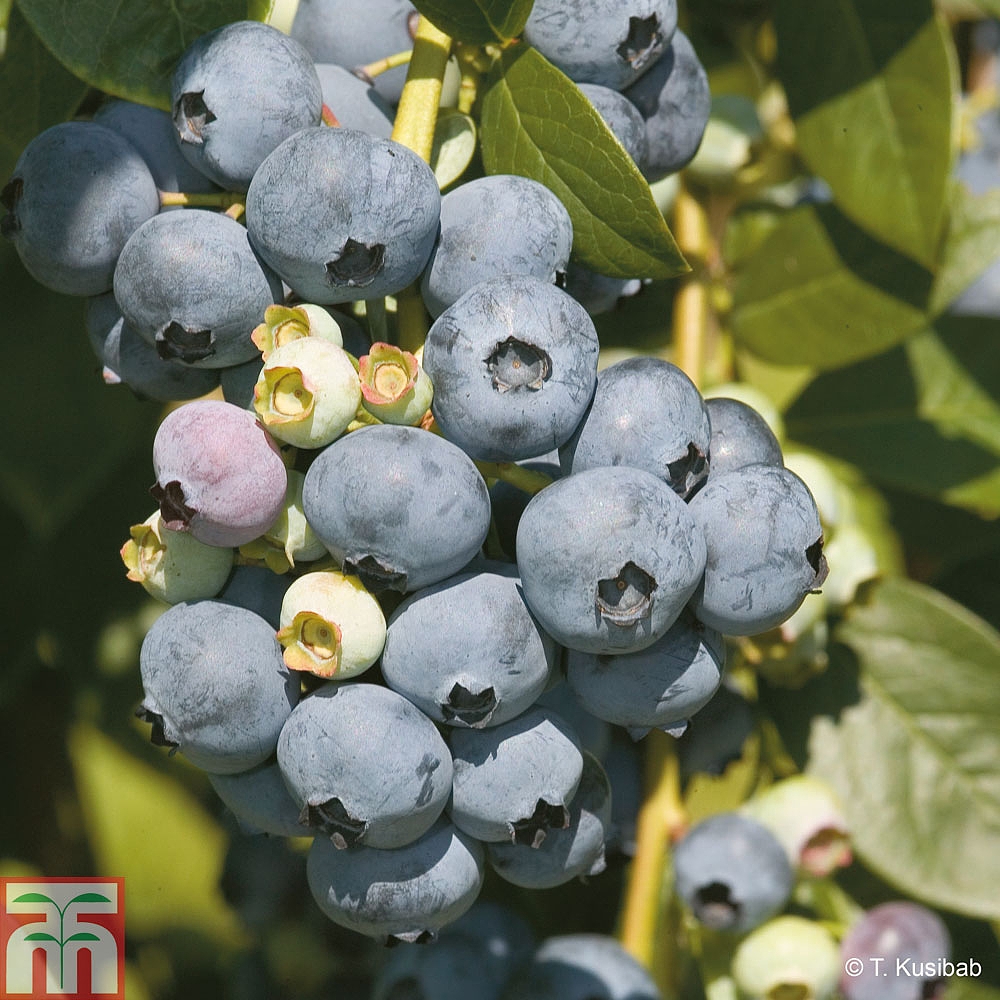 Blueberry 'Earliblue' plants Thompson &