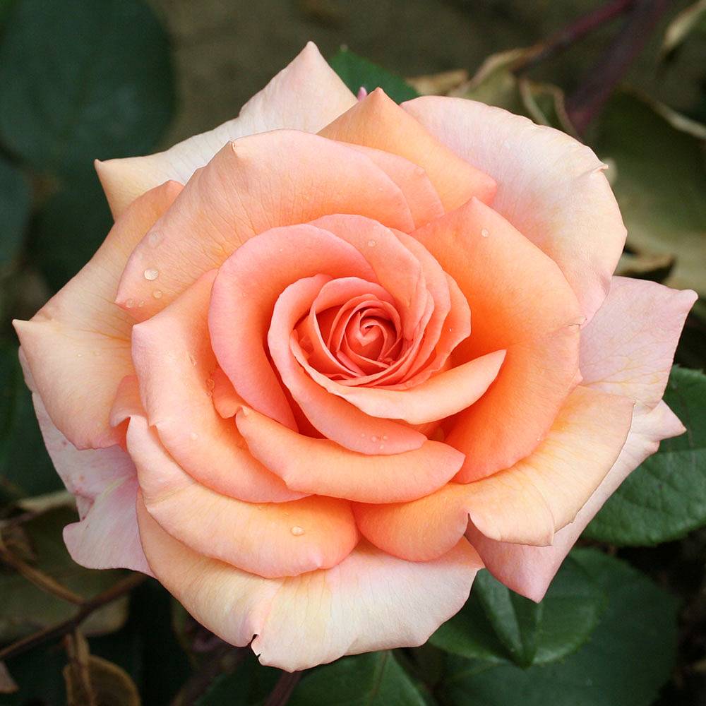 Rose Warm Wishes Hybrid Tea Rose Plants Thompson And Morgan 