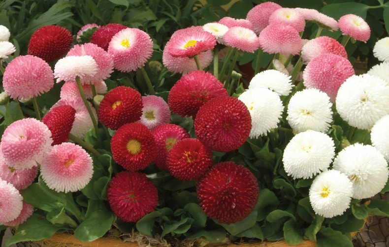 Pink and red bellis flowers in pot