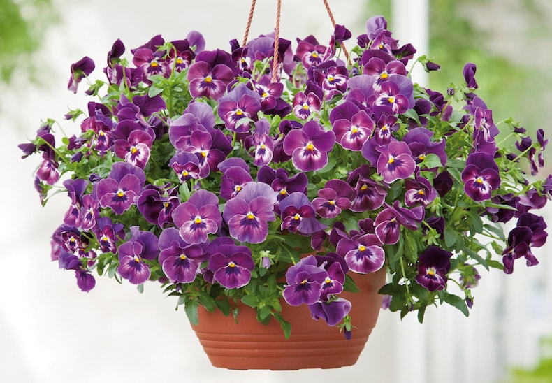 Purple pansy hanging basket