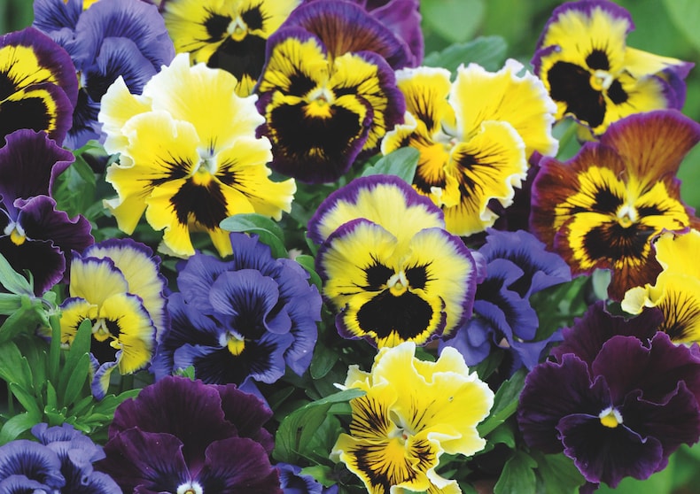 multicoloured pansies in a pot