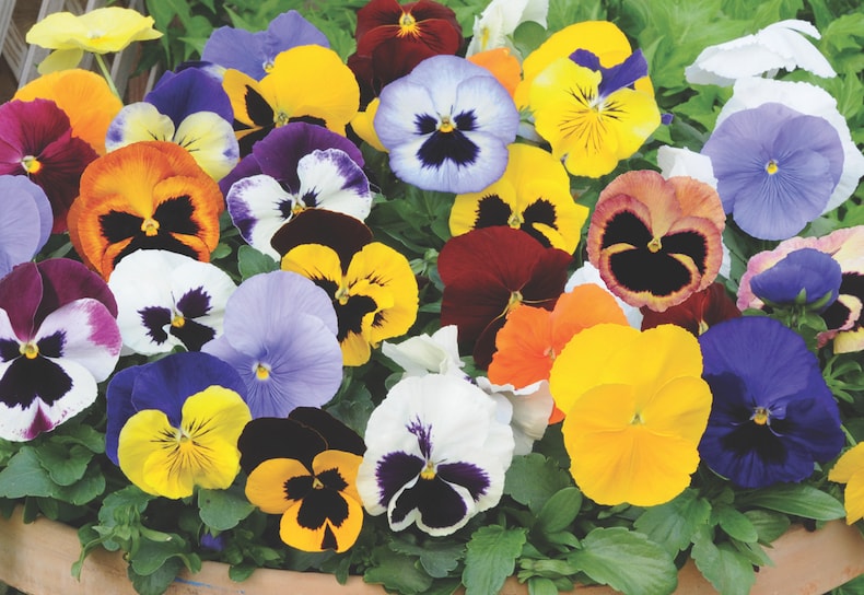 collection of pansies in pot