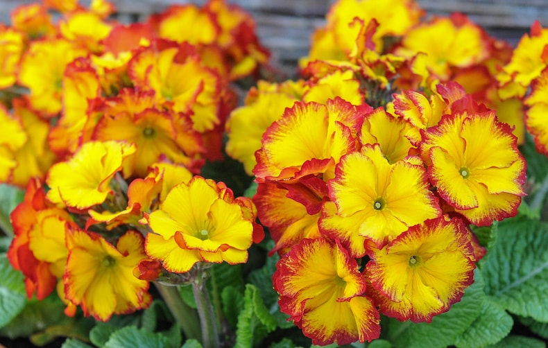 Yellow and red tipped polyanthus