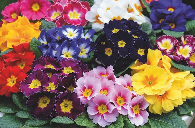 Closeup of coloured primrose flowers