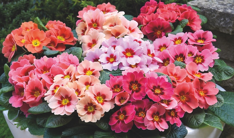 Primroses in shades of pink