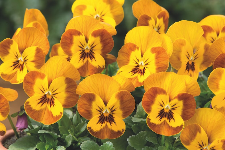 Golden viola flowers with brown tips
