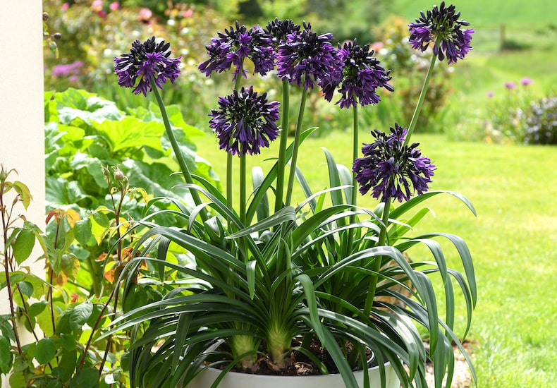 Dark purple agapanthus 'Black Jack' in white container