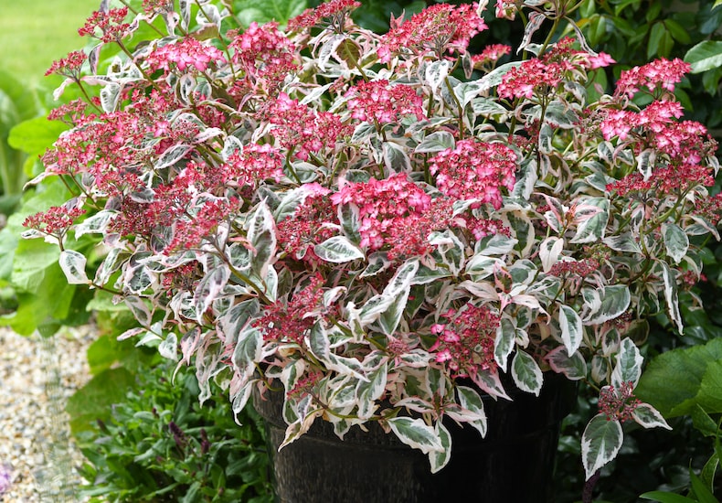 Pink green and white hydrangea in a container
