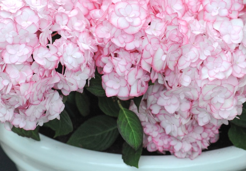 Pink and white hydrangea in a white container