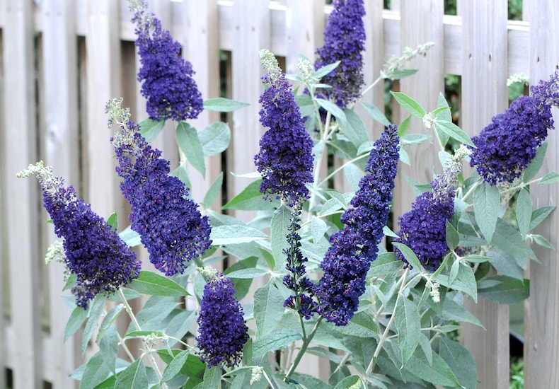 Purple and blue buddleja in container with pale green leaves