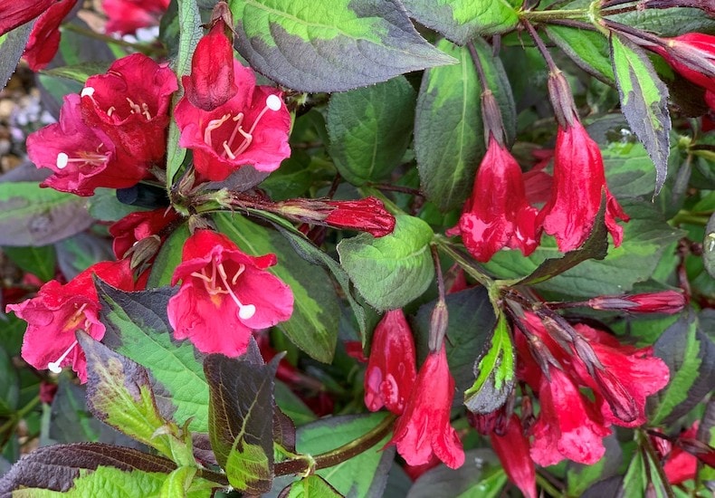 Red pink weigela with two tone leaves