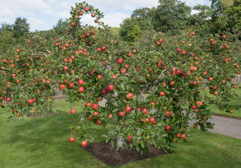 Apple Family Tree from Thompson & Morgan